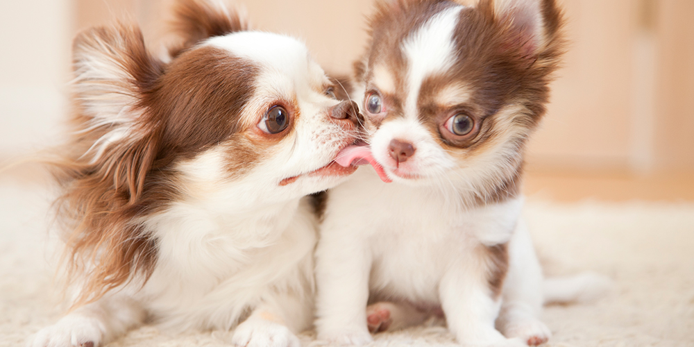 子犬販売について